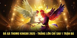 Đá Gà Thomo King88 2025 - Thắng Lớn Chỉ Sau 1 Trận Đá