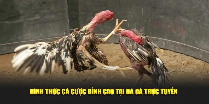 Hình thức cá cược đỉnh cao tại đá gà trực tuyến