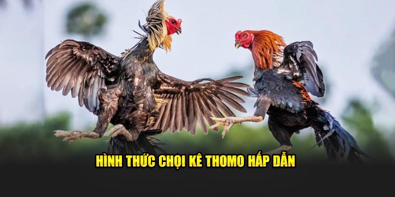 Hình thức chọi kê Thomo hấp dẫn
