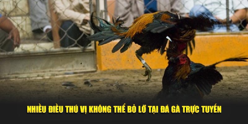 Nhiều điều thú vị không thể bỏ lỡ tại đá gà trực tuyến