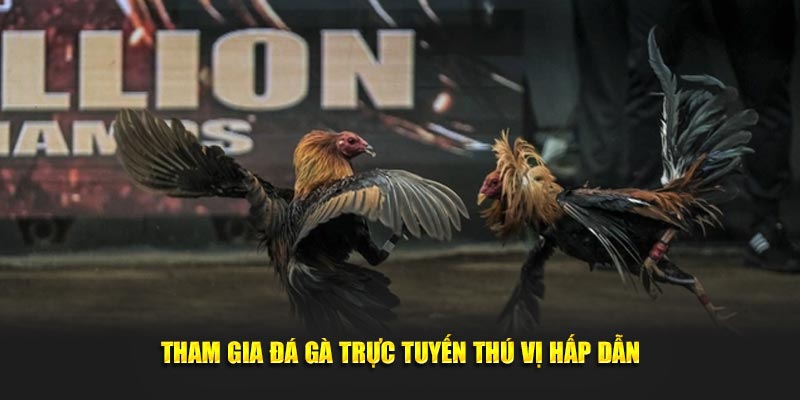 Tham gia đá gà trực tuyến thú vị hấp dẫn