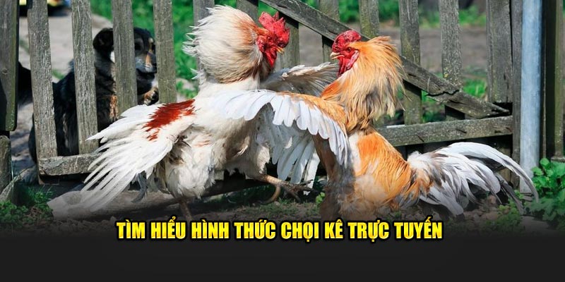Tìm hiểu hình thức chọi kê trực tuyến