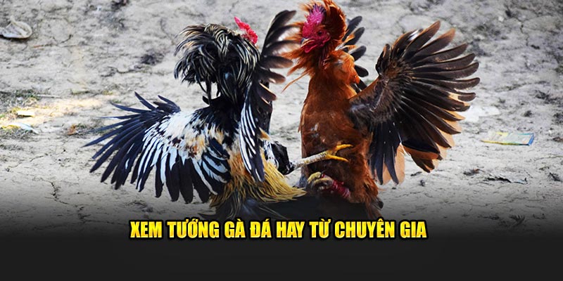 Xem tướng gà đá hay từ chuyên gia