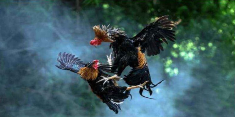 Tổng quan về đá gà cựa sắt