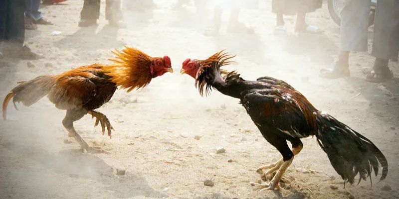 Vai trò của KING88 trong trải nghiệm đá gà trực tuyến