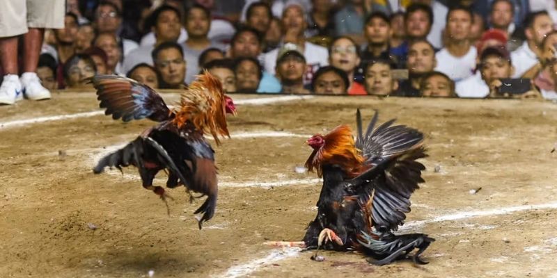 Luật chơi cơ bản và cách phân định thắng thua