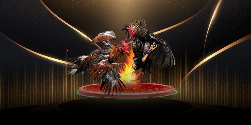 Đá Gà Cựa Sắt: Luật Chơi, Kinh Nghiệm Và Cách Theo Dõi