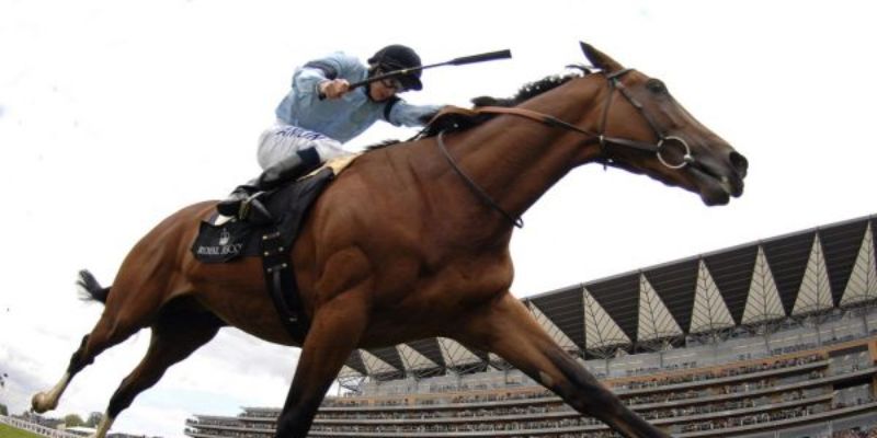 Lưu ý quan trọng khi tham gia đua ngựa tại nhà cái KING88